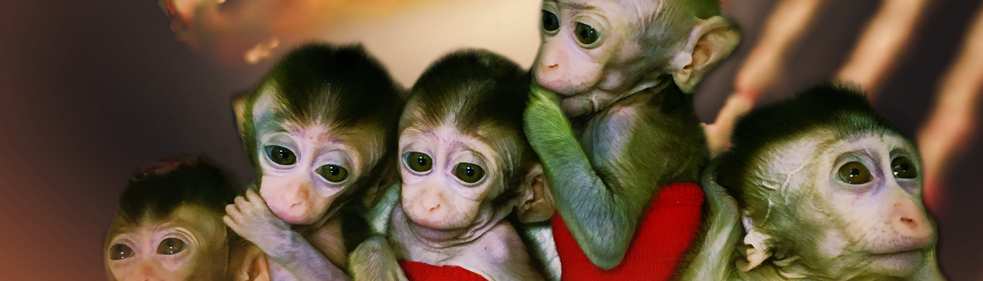 中科院腦智卓越中心創建世界首例生物節律紊亂體細胞克隆猴模型